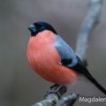 Dompfaff (Pyrrhula pyrrhula) Männchen