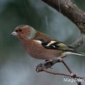 Buchfink (Fringilla coelebs) Männchen