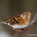 Bergfink (Fringilla montifringilla)Weibchen