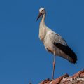 Weißstorch (Ciconia ciconia)