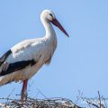 Weißstorch (Ciconia ciconia)