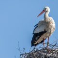 Weißstorch (Ciconia ciconia)