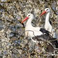 Weißstorch (Ciconia ciconia)