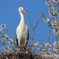 Weißstorch (Ciconia ciconia)