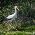 Weißstorch (Ciconia ciconia)