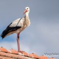 Weißstorch (Ciconia ciconia)