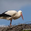 Weißstorch (Ciconia ciconia)