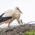 Weißstorch (Ciconia ciconia)