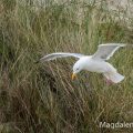 Silbermöwe (Larus argentatus)