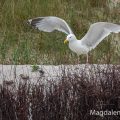 Silbermöwe (Larus argentatus)