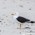 Heringsmöwe Larus fuscus