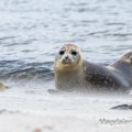 Seehund (Phoca vitulina