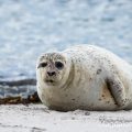 Seehund (Phoca vitulina