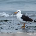 Heringsmöwe Larus fuscus
