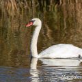 Höckerschwan (Cygnus olor)