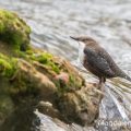 Wasseramsel (Cinclus cinclus)