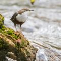 Wasseramsel (Cinclus cinclus)