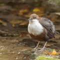 Wasseramsel (Cinclus cinclus)
