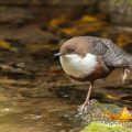 Wasseramsel (Cinclus cinclus)