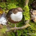 Wasseramsel (Cinclus cinclus)