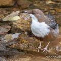 Wasseramsel (Cinclus cinclus)