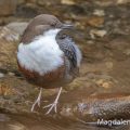 Wasseramsel (Cinclus cinclus)