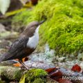 Wasseramsel (Cinclus cinclus)