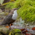 Wasseramsel (Cinclus cinclus)