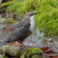 Wasseramsel (Cinclus cinclus)