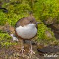 Wasseramsel (Cinclus cinclus)