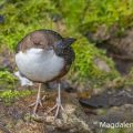 Wasseramsel (Cinclus cinclus)
