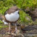 Wasseramsel (Cinclus cinclus)