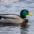 Stockente (Anas platyrhynchos)Männchen