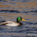 Stockente (Anas platyrhynchos)Männchen