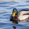 Stockente (Anas platyrhynchos)Männchen