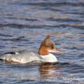 Gänsesäger (Mergus merganser) Weibchen