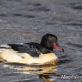 Gänsesäger (Mergus merganser) Männchen