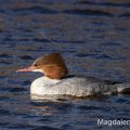 Gänsesäger (Mergus merganser) Weibchen