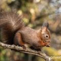 Eichhörnchen (Sciurus vulgaris)