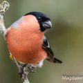 Dompfaff (Pyrrhula pyrrhula) Männchen