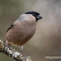 Dompfaff (Pyrrhula pyrrhula) Weibchen