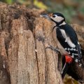 Buntspecht (Dendrocopos major) Weibchen