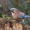 Eichelhäher (Garrulus glandarius)