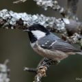 Tannenmeise (Periparus ater)