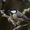 Kohlmeise (parus major)