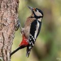 Buntspecht (Dendrocopos major) Weibchen