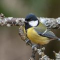 Kohlmeise (parus major)