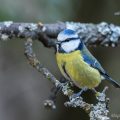 Blaumeise (Cyanistes caeruleus)