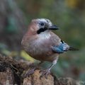 Eichelhäher (Garrulus glandarius)