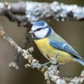 Blaumeise (Cyanistes caeruleus)